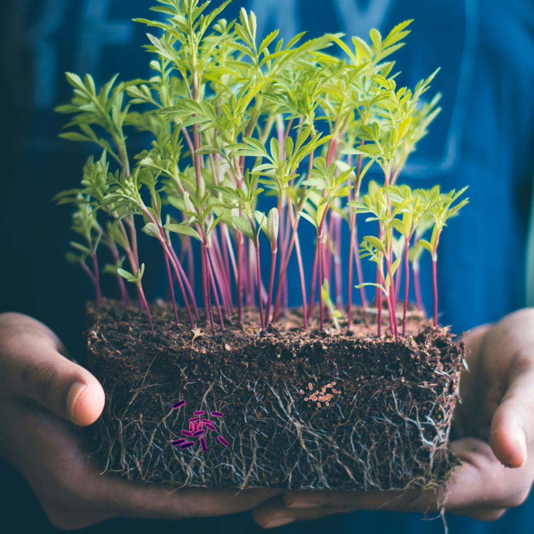 Rhizosphere microbiome